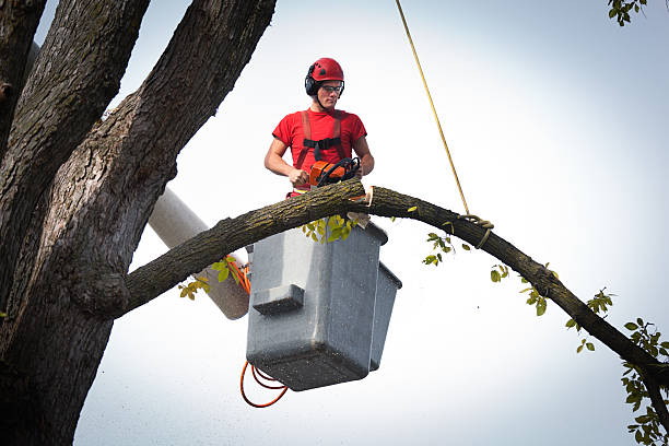 The Steps Involved in Our Tree Care Process in Riverview, DE